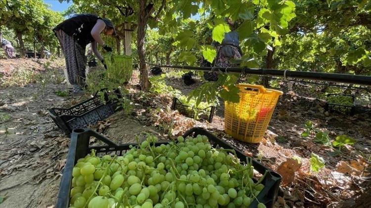 Hasadı 6 aydır devam ediyor Manisanın göz bebeği: Kilosu 100 TL: Doğal kan sulandırıcı olarak biliniyor, kolesterolü damardan kazıyıp atıyor