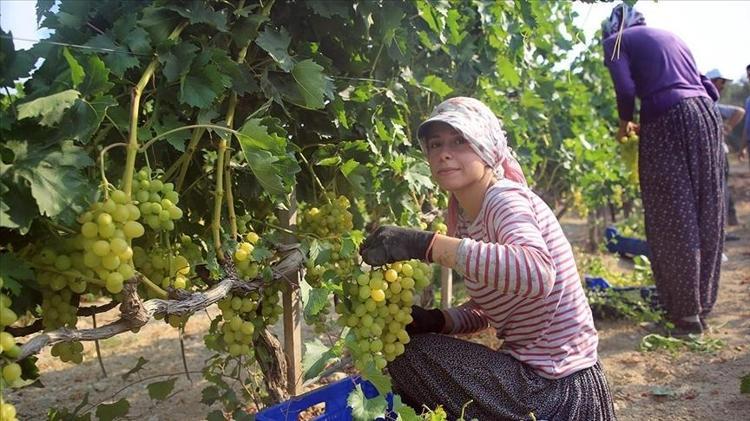 PAZAR TEZGAHINDA YERİNİ ALIYOR