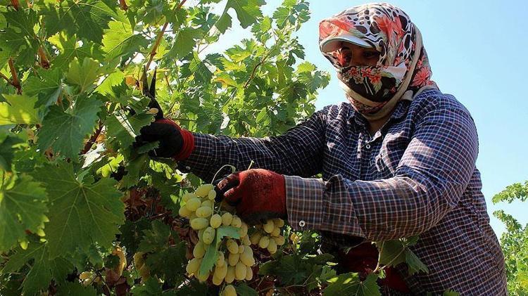 Hasadı 6 aydır devam ediyor Manisanın göz bebeği: Kilosu 100 TL: Doğal kan sulandırıcı olarak biliniyor, kolesterolü damardan kazıyıp atıyor