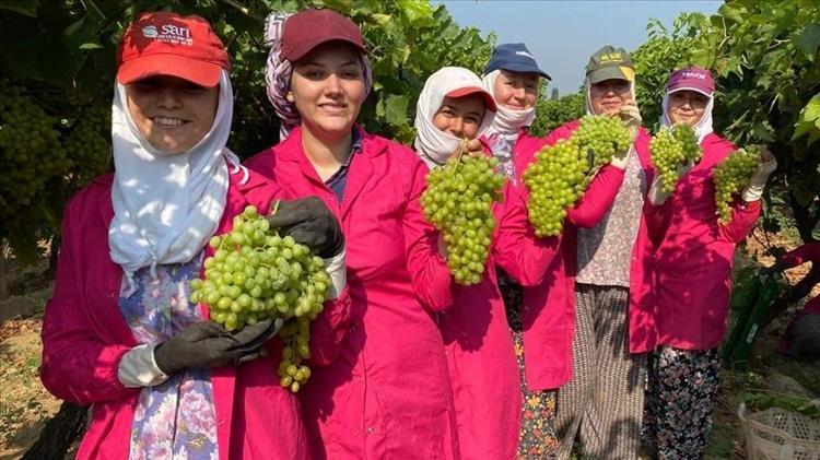 Hasadı 6 aydır devam ediyor Manisanın göz bebeği: Kilosu 100 TL: Doğal kan sulandırıcı olarak biliniyor, kolesterolü damardan kazıyıp atıyor