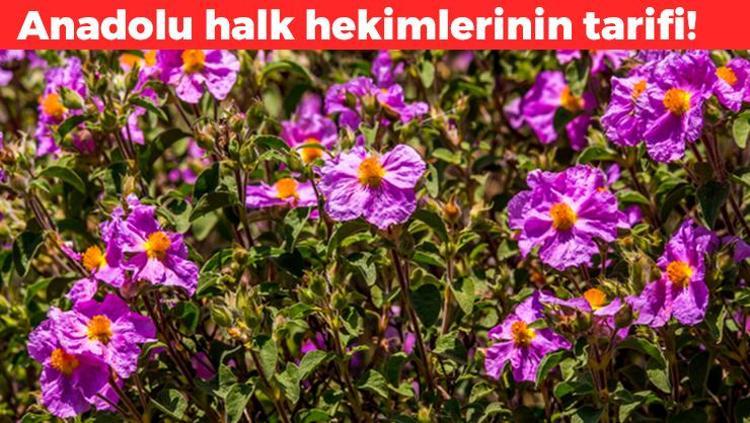 Anadolu halk hekimlerinin gizli silahı Çayını yapıp bardak bardak için: Antioksidan ve antidiyabetik, doğal balgam söktürücü