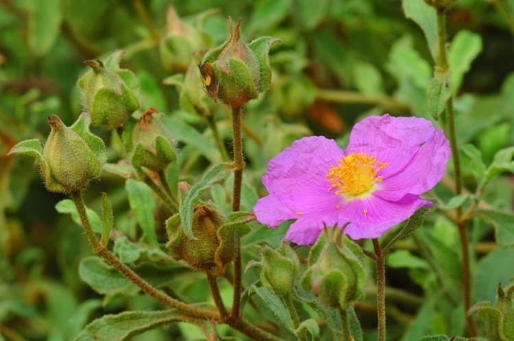 Anadolu halk hekimlerinin gizli silahı Çayını yapıp bardak bardak için: Antioksidan ve antidiyabetik, doğal balgam söktürücü