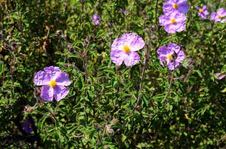 VİRÜSLERDEN KORUNMAK İÇİN TERCİH EDİLİYOR
