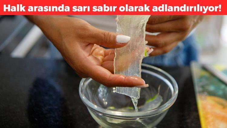 Halk arasnda sar sabr olarak biliniyor! Ik gren alanlarda byyor:  Mantar, nasr ve sedefin kkn kurutuyor - Yemek Tarifleri