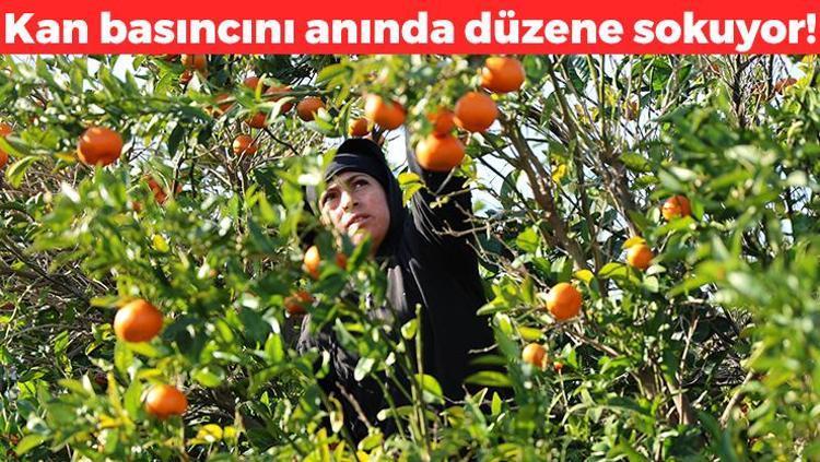 Adanada hasadı devam ediyor Kilosu 17 TL: Kan basıncı ve kalp ritmini dengeliyor: Dünyanın en güçlü potasyum kaynağı, suyunu sıkıp bardak bardak için