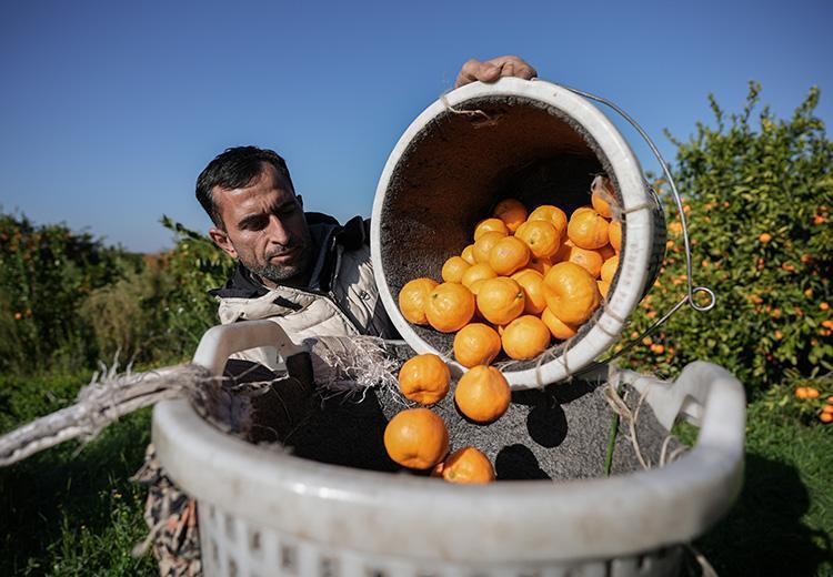 Adanada hasadı devam ediyor Kilosu 17 TL: Kan basıncı ve kalp ritmini dengeliyor: Dünyanın en güçlü potasyum kaynağı, suyunu sıkıp bardak bardak için