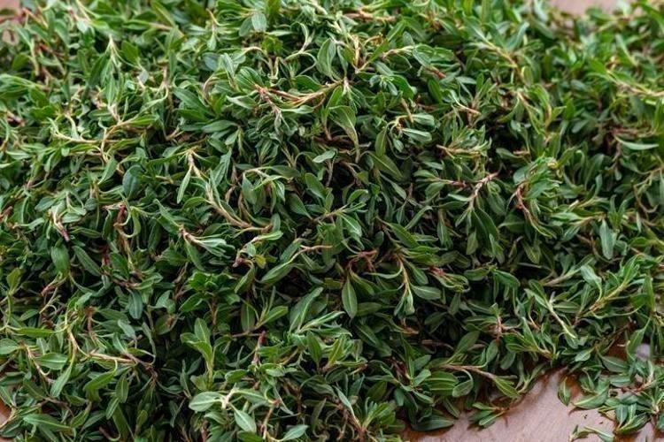 KOLAJEN İÇEREN YEŞİL YAPRAKLI SEBZELER HANGİLERİ