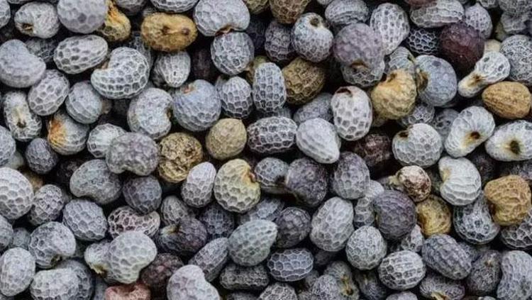 Yemeden önce ıslatın Sağlıklı tohum rehberi: Vitamin ve mineral deposu, saatlerce tok tutuyor