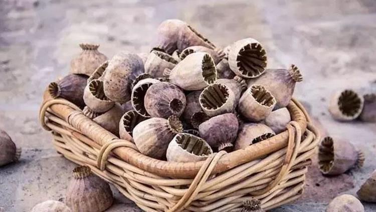 Yemeden önce ıslatın Sağlıklı tohum rehberi: Vitamin ve mineral deposu, saatlerce tok tutuyor