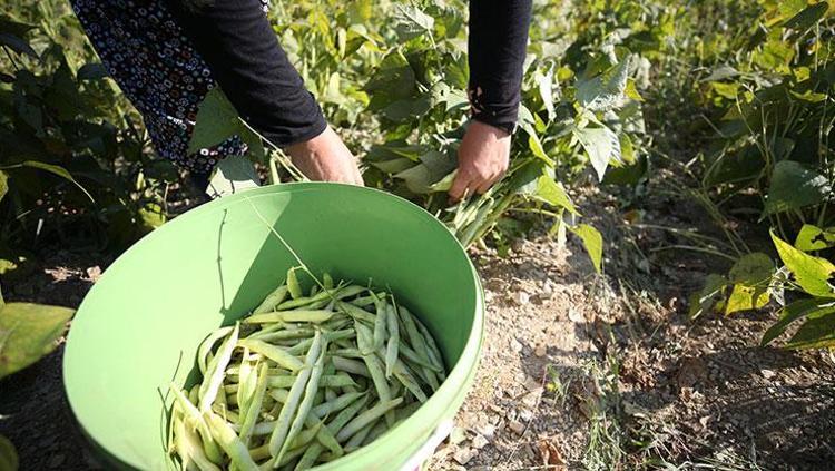 Anadolunun mucize sebzesi Yemeğini yapıp içine sarımsak koyun: Yedikçe vücudunuz güçlenecek