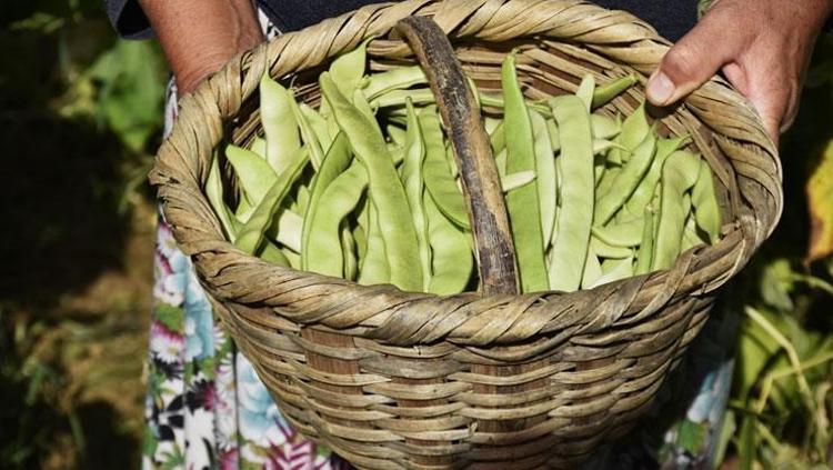 KALP SAĞLIĞINI DESTEKLEYEN BESİN: YEŞİL FASULYE