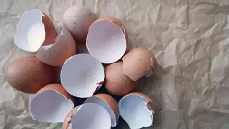YUMURTA KABUĞUNDAN KALSİYUM TOZU NASIL YAPILIR