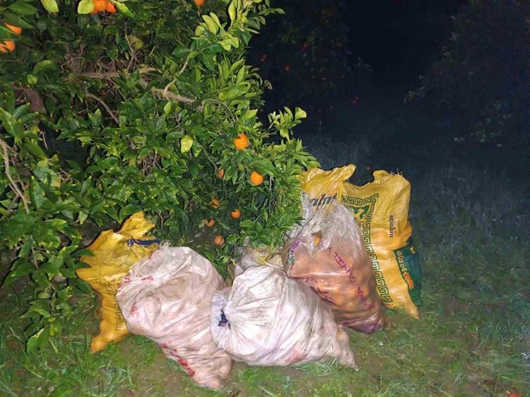 Pazarda kilosu 35 liradan kapış kapış satılıyor Kolesterolü yere çakıyor, yağları cayır cayır yakıp kemikleri beton gibi yapıyor