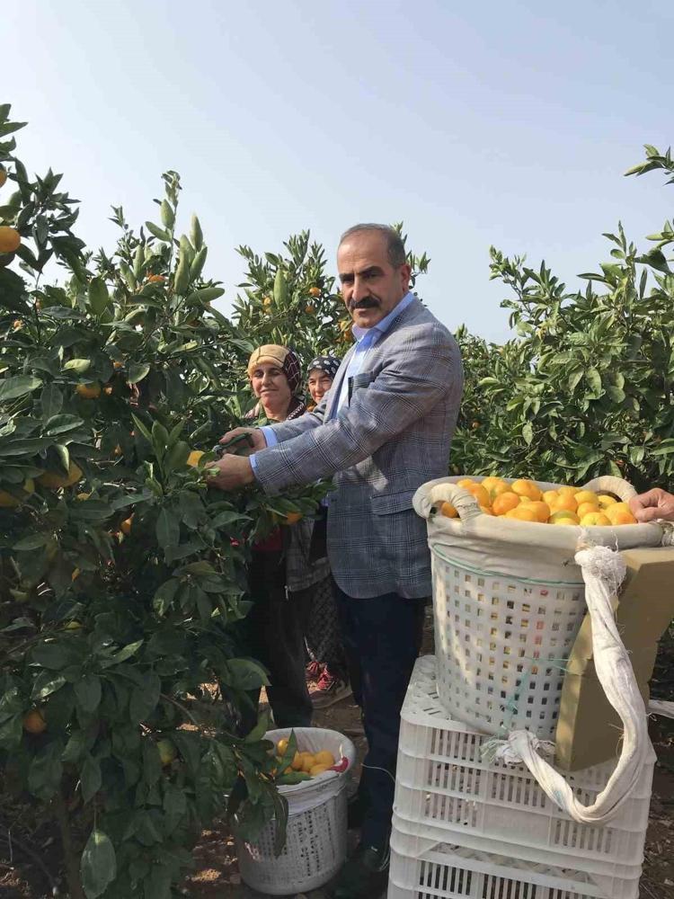 Pazarda kilosu 35 liradan kapış kapış satılıyor Kolesterolü yere çakıyor, yağları cayır cayır yakıp kemikleri beton gibi yapıyor