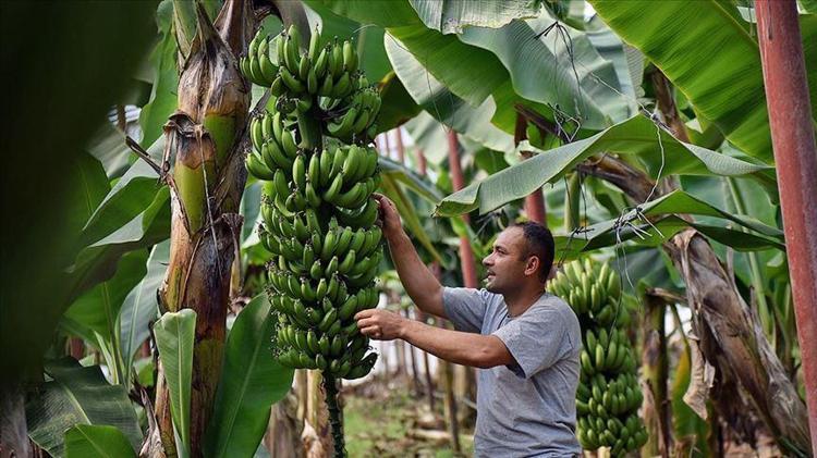 Potasyum deposu besinler listesinde ilk sırada Pişirince dokusu değişiyor