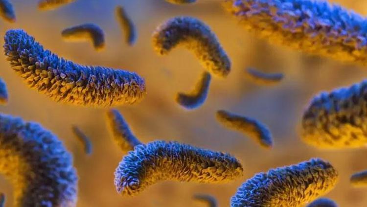 SALMONELLA BELİRTİLERİ NELERDİR