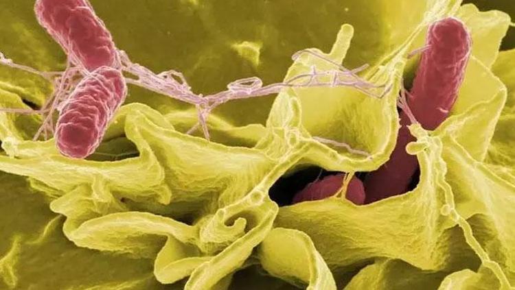 İzmirdeki ölümün ardından endişe büyüyor Yumurta ve kanatlı etler listenin ilk sırasında: Belirtiler dikkate alınmalı