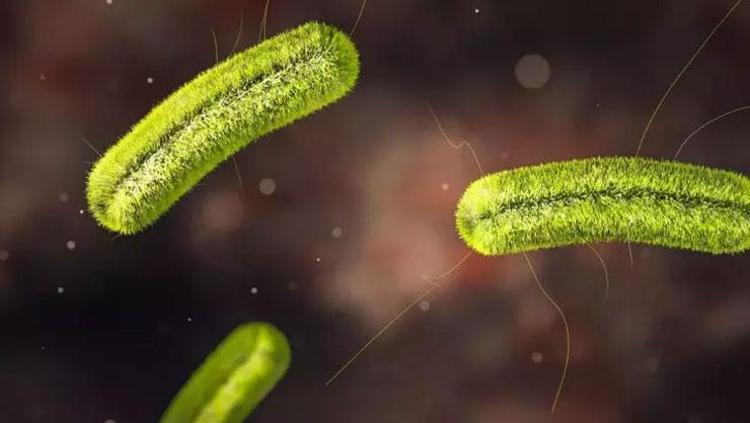 SALMONELLA HASTALIĞINDAN NASIL KORUNULUR