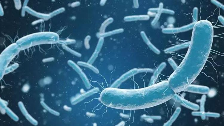 İzmirdeki ölümün ardından endişe büyüyor Yumurta ve kanatlı etler listenin ilk sırasında: Belirtiler dikkate alınmalı