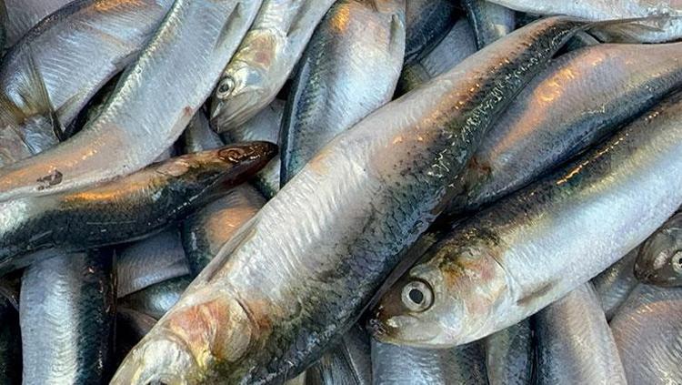 KARADENİZİN EN GÖZDE BALIĞI