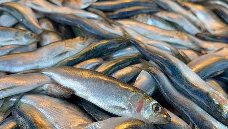 LEZZETİ AZ BİLİNEN BALIK