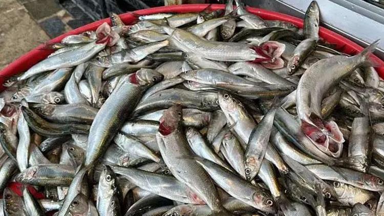 TIRSİ BALIĞININ FAYDALARI NELERDİR