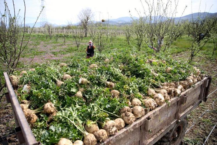 PRATİK SOĞANLI KEREVİZ TARİFİ
