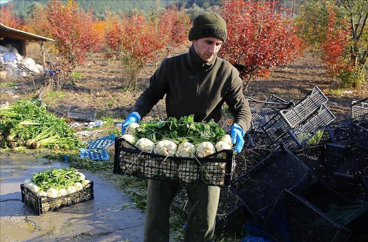 İçine 1 kaşık şeker ekleyip kavurmak yetiyor Kaşık kaşık yiyince potasyum, folat ve C vitamini depolarını fullüyor Kabızlığın da kökünü kurutuyor