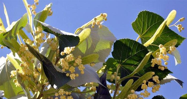 Çay demler gibi demleyin Hazımsızlık ve şişkinliğin kökünü kurutuyor