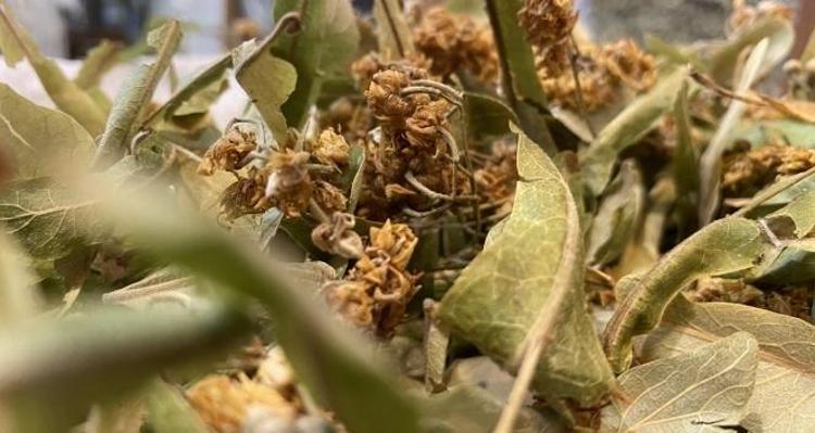 Çay demler gibi demleyin Hazımsızlık ve şişkinliğin kökünü kurutuyor