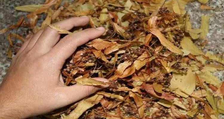 Çay demler gibi demleyin Hazımsızlık ve şişkinliğin kökünü kurutuyor