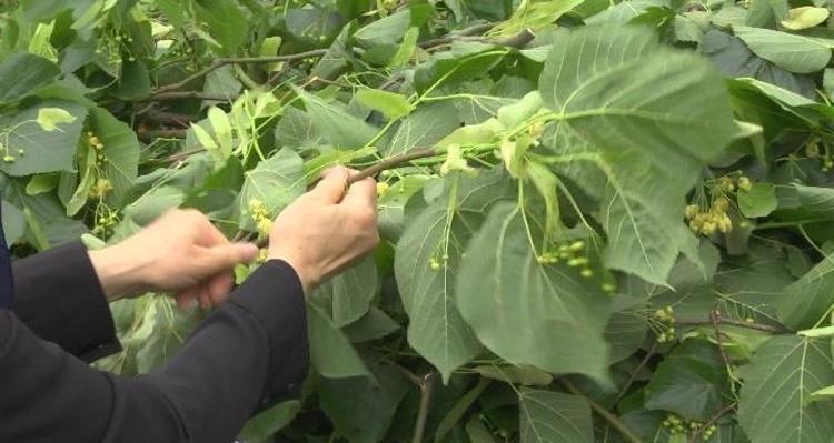 Çay demler gibi demleyin Hazımsızlık ve şişkinliğin kökünü kurutuyor
