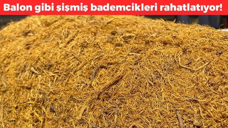Balon gibi şişmiş bademcikleri iyileştiriyor Şifalı bitki 70 derdin devası: Boğaz ağrısını şıp diye kesiyor