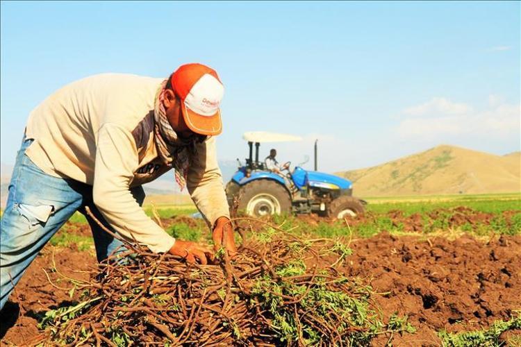 Balon gibi şişmiş bademcikleri iyileştiriyor Şifalı bitki 70 derdin devası: Boğaz ağrısını şıp diye kesiyor