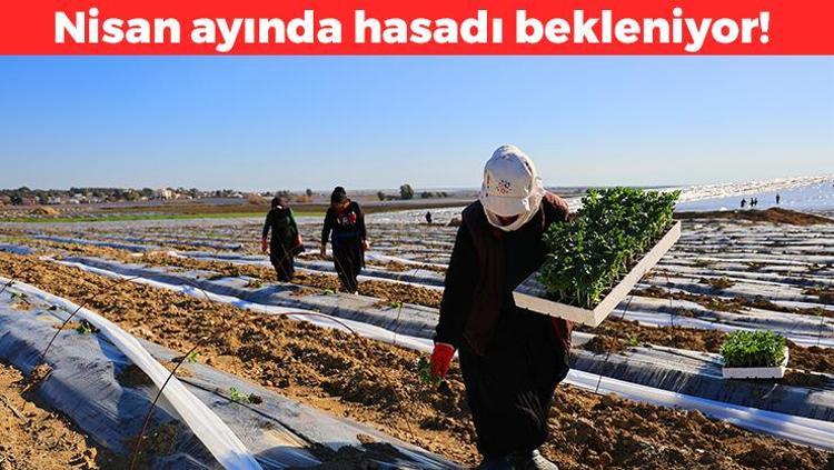 Adananın bereketi toprağa düştü Kilosu 10 TL: Şimdi 1 gram ama iki aya 15 kilo olacak: Kas ağrılarının kökünü kurutuyor