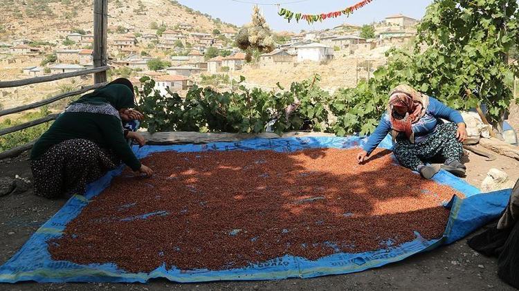 Padişahların gözbebeği Kan şekerini dengeliyor: Safra kesesi ve karaciğerdeki toksinleri atıyor, ılık suya karıştırıp için