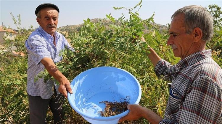 Padişahların gözbebeği Kan şekerini dengeliyor: Safra kesesi ve karaciğerdeki toksinleri atıyor, ılık suya karıştırıp için
