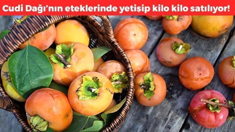 Şırnakta hasat ediliyor Kilosu 60 TL: Mide yanmasının doğal ilacı: Gastrit ve ülserin kökünü kurutuyor, dünyanın en güçlü A vitamini kaynağı