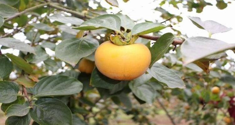 Şırnakta hasat ediliyor Kilosu 60 TL: Mide yanmasının doğal ilacı: Gastrit ve ülserin kökünü kurutuyor, dünyanın en güçlü A vitamini kaynağı