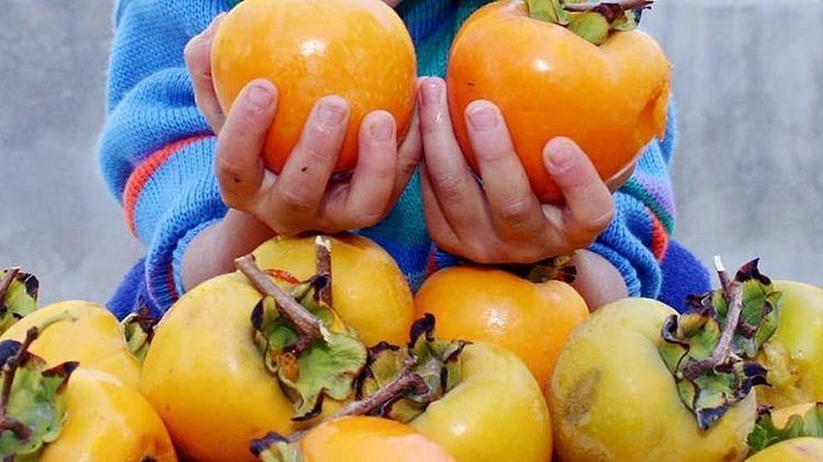 Şırnakta hasat ediliyor Kilosu 60 TL: Mide yanmasının doğal ilacı: Gastrit ve ülserin kökünü kurutuyor, dünyanın en güçlü A vitamini kaynağı