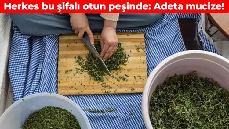 Sivasa yolu düşen poşet poşet alıyor Şifa deposu olarak tavsiye ediliyor: Bağışıklığı beton gibi güçlendiriyor