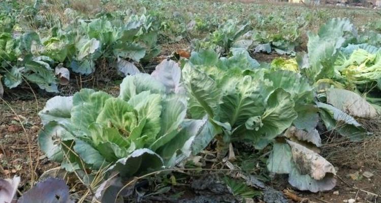 Demir, kalsiyum ve magnezyum depolarını fullüyor Demeti 30 TL: Kemikleri betona çeviriyor, insülini baskılayıp kan şekerini dengeliyor
