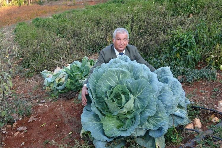İLTİHABI AZALTIR