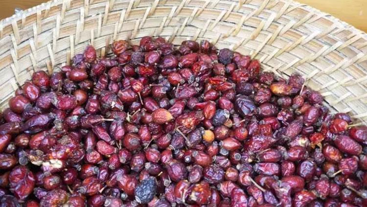 Doğanın C vitamini kaynağı Çayını yapıp için: Kışın tüketen hastalık uğramıyor, şifa arayan dalından topluyor