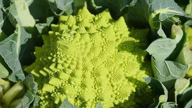 A, C ve K vitamini deposu Minerallerin emilimini kolaylaştırıyor: Bağırsakları makine gibi çalıştırıyor