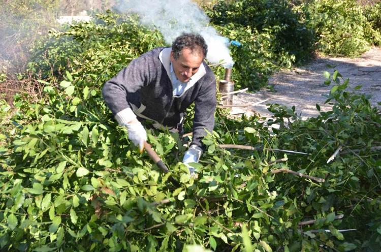 Antalyada hasadı başladı Kilosu 19 TL: Stresi azaltıyor: Çaya, çorbaya, et yemeklerine 1 parça eklemek yetiyor