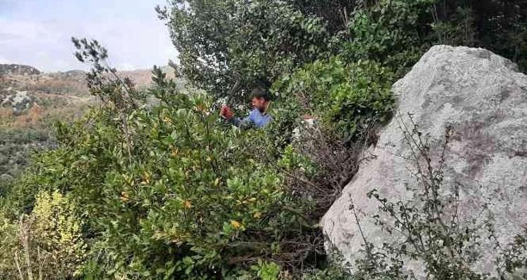 Antalyanın defne yaprağı ihracata gidiyor