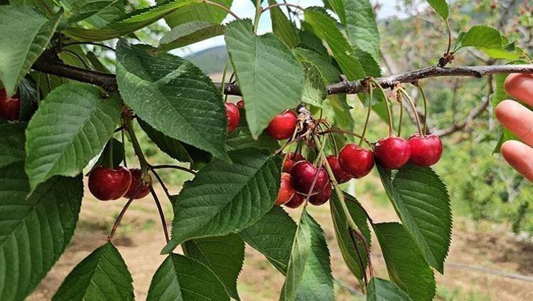 İltihabı kurutup tıkalı damarları yağ sökücü gibi açıyor, kolesterolü silip atıyor Doğal tansiyon ilacı