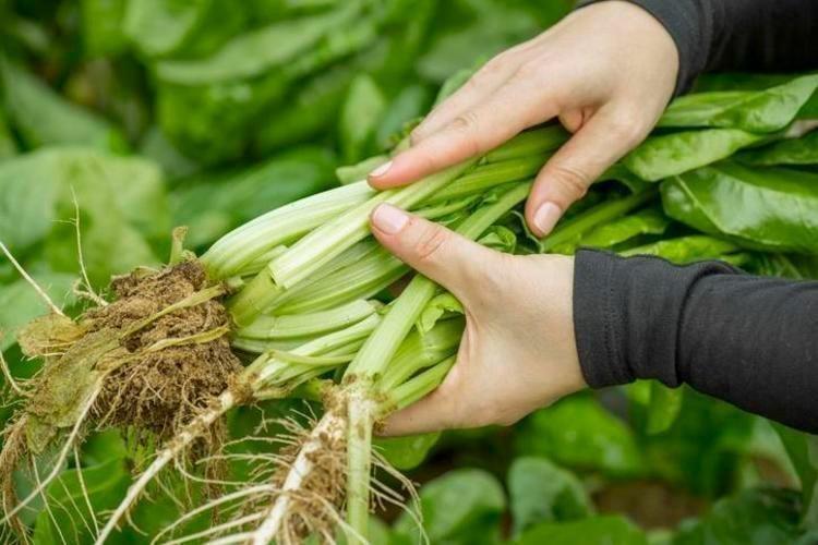 D vitamini zengini, demir eksikliğini önlüyor Demeti 30 lira: Yiyen 100 yaşını görüyor