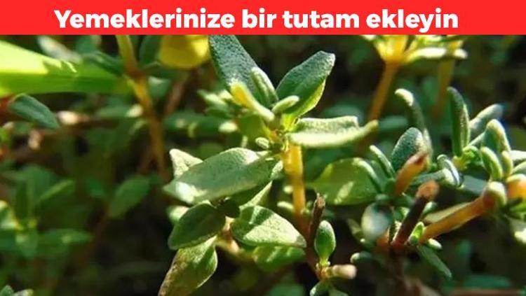 Yemeklerinize bir tutam ekleyin İlaç sektörünü bitirecek olan bitki: Tümörleri %85 oranında küçültüyor, hastalık yüzü görmeyeceksiniz